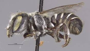 Media type: image;   Entomology 23416 Aspect: habitus lateral view